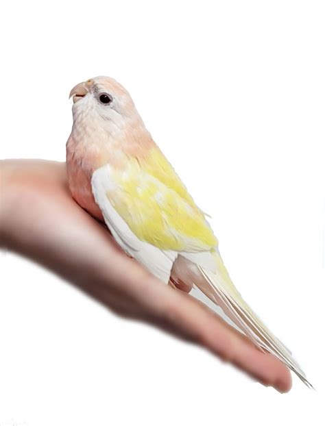 lutino bourke parakeet|rosy bourke parakeet price.